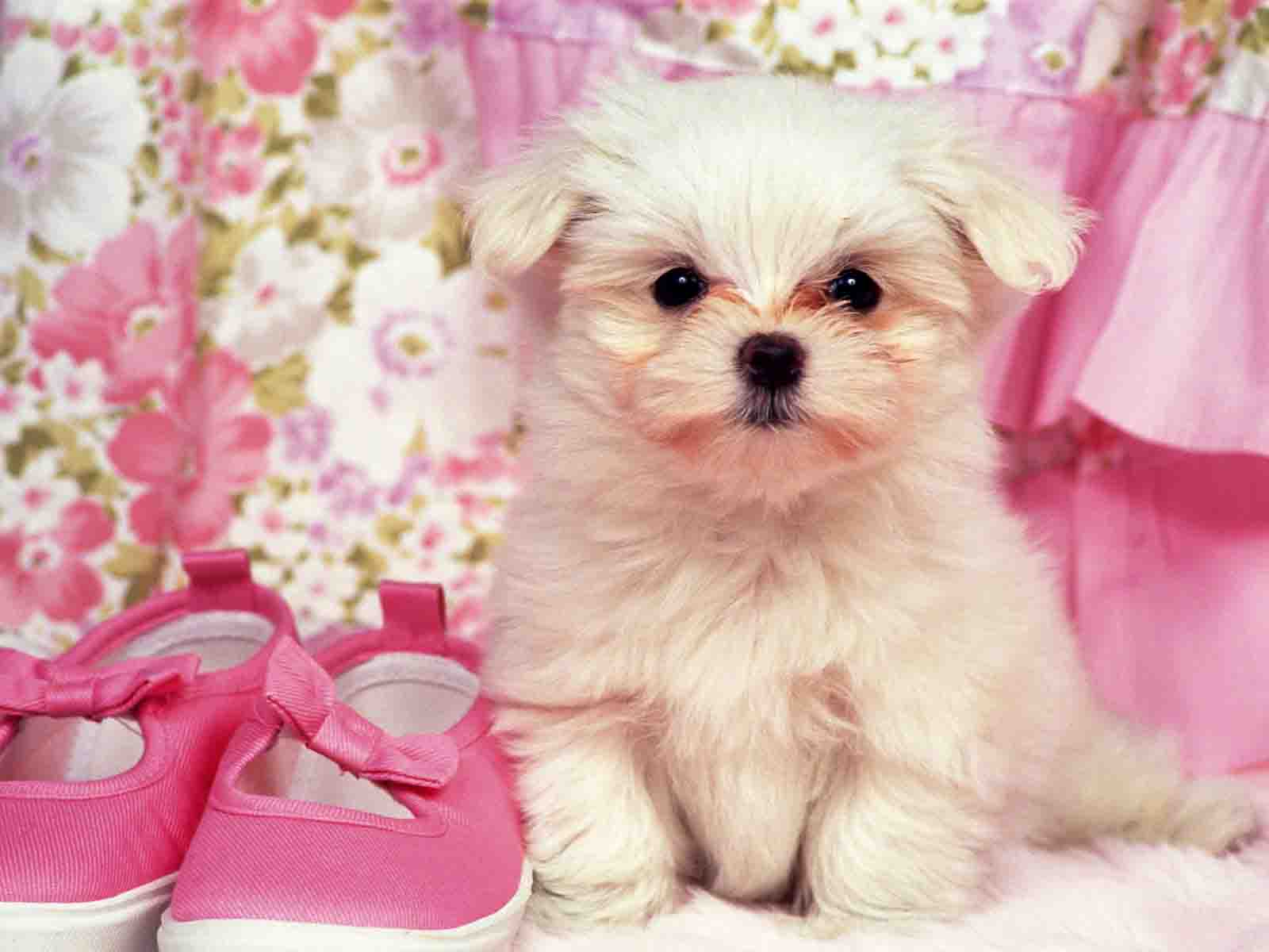 actress movie popular: CUTE PUPPY HD WALLPAPERS