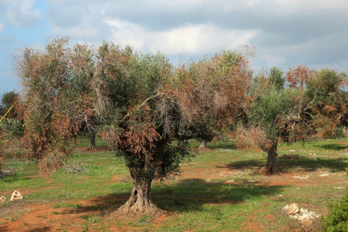 خيراتنا بكتيريا قاتلة لشجرة الزيتون خطر محدق بتونس