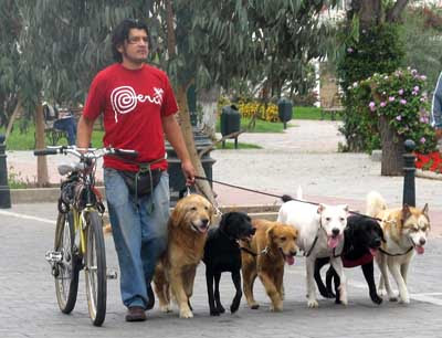 Paseos anti estress para perros en Lima