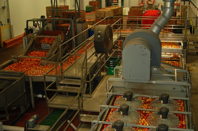 Antes de aplicar el recubrimiento, la fruta ha de estar completamente limpia y seca.