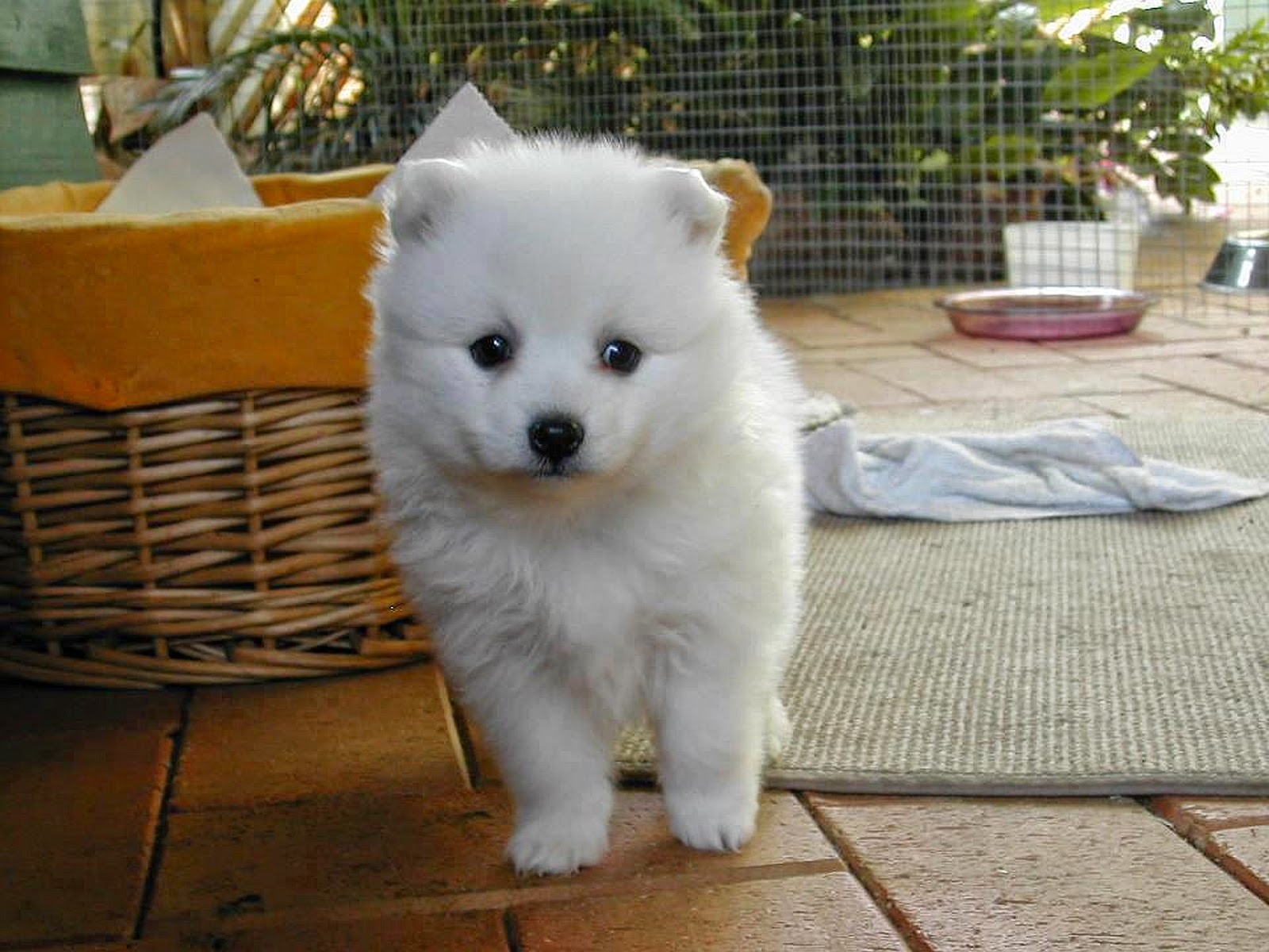 White Japanese Akita Inu Puppy Pictures, Cute!! Picture