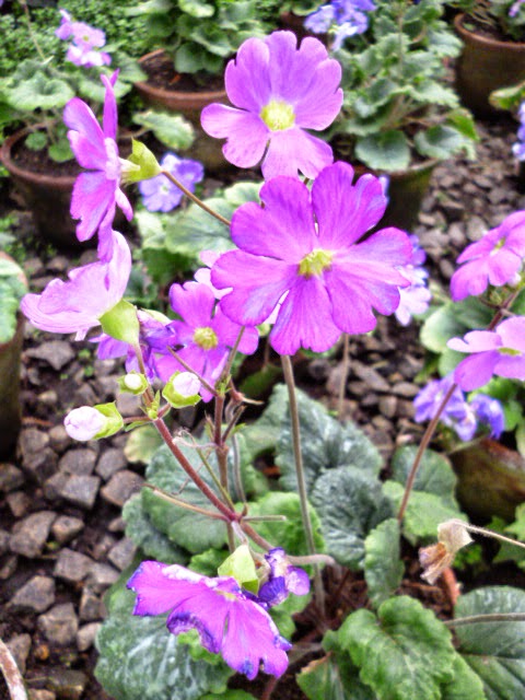Baby Primula or Primula kisoana | SL Flora