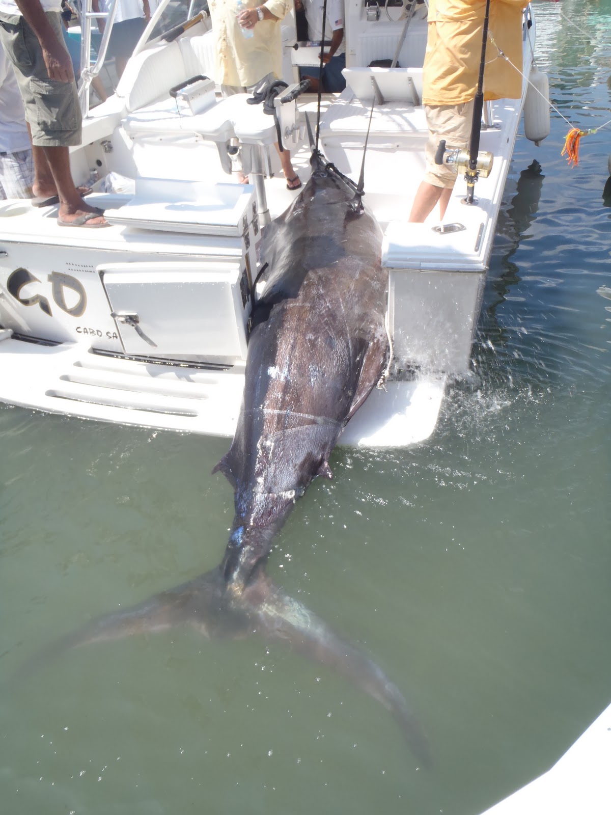 Pisces Fleet Sportfishing Blog: New Record in Cabo? Blue Marlin 1213 lbs!