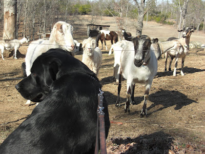 Picture of Al looking at some of the goats/horses, which are in a large fence in front of him