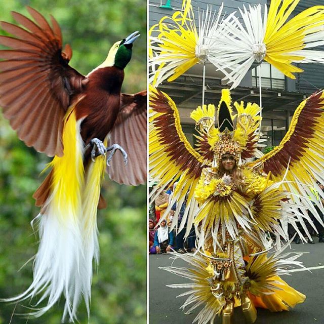 The Bird of Paradisaea's Fashion