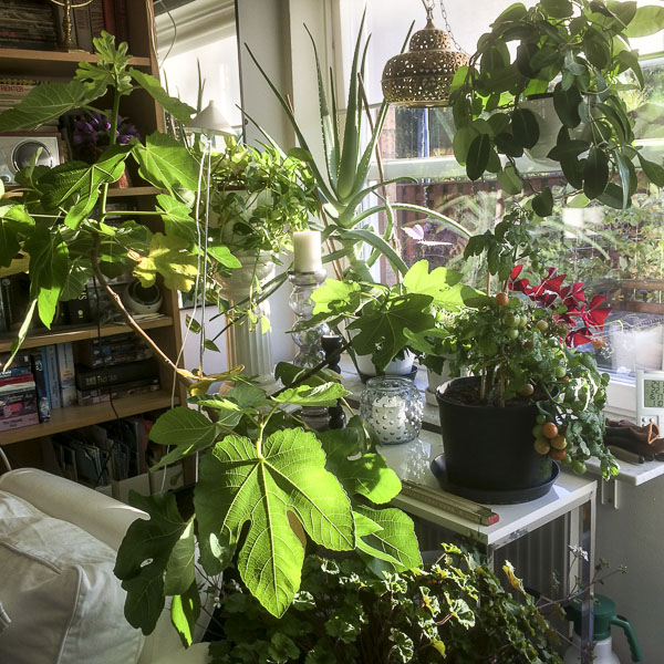 fikonträd, figtree fikonträd, figtree