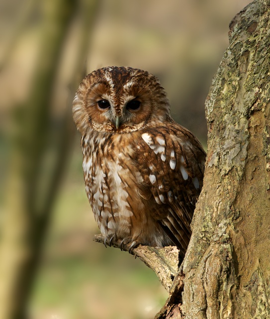British Wildlife Centre Keeper's Blog British Owls