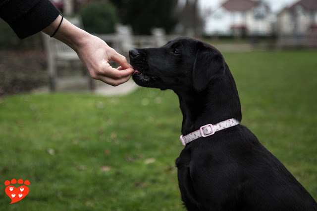 A guide to positive reinforcement in dog training for dogs like this black Labrador Retriever who has just earned a treat for his sit