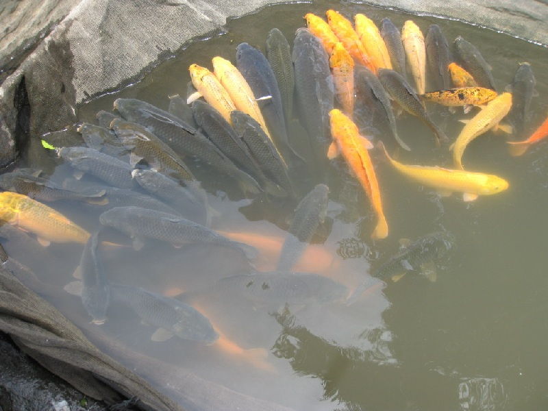 Gambar Cara budidaya ikan mas di kolam terpal