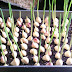 Stop buying garlic. Here’s how to grow an endless supply of garlic right at home