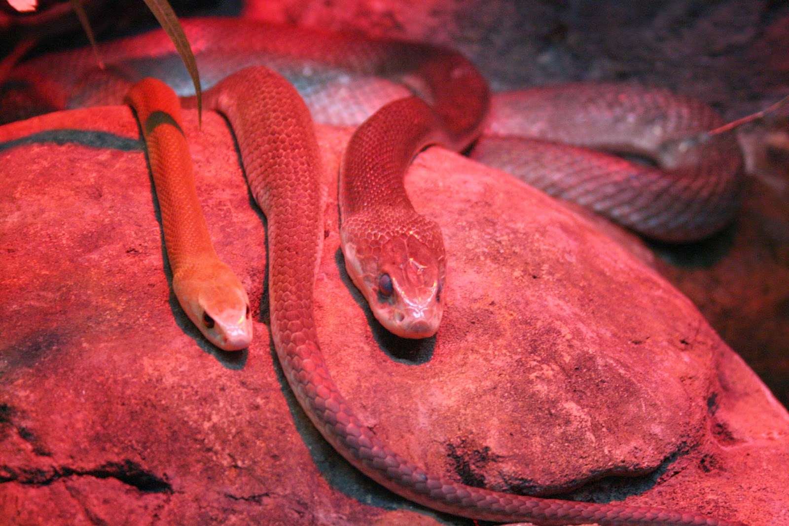 Take On Takapuna Melbourne Zoo