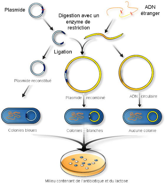ligation independent cloning serial cloner ligation independent cloning serial cloner