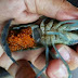 สูตรการผสมพันธ์กุ้งก้ามแดง
