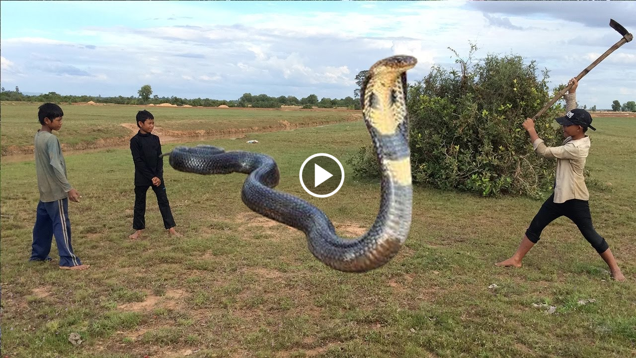 Включи анаконда. Анаконда змея. Самая большая Анаконда в мире. Анаконда рекорд Гиннесса.