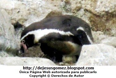 Pinguino hembra Pingüino hembra cuidando su huevo - Parque de las Leyendas. Foto del pinguino de Jesus Gómez