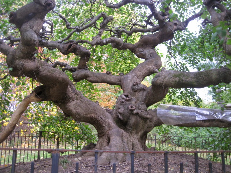 Heroes, Heroines, and History Camperdown Elms and A Giveaway