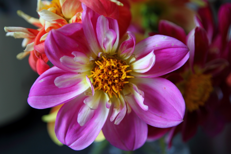 Dahlias Grown from Seed