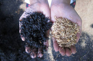 Perbedaan Sekam Mentah Dan Sekam Bakar Untuk Media Tanam Hot Gardener Perbedaan Sekam Mentah Dan Sekam Bakar Untuk Media Tanam Hot Gardener