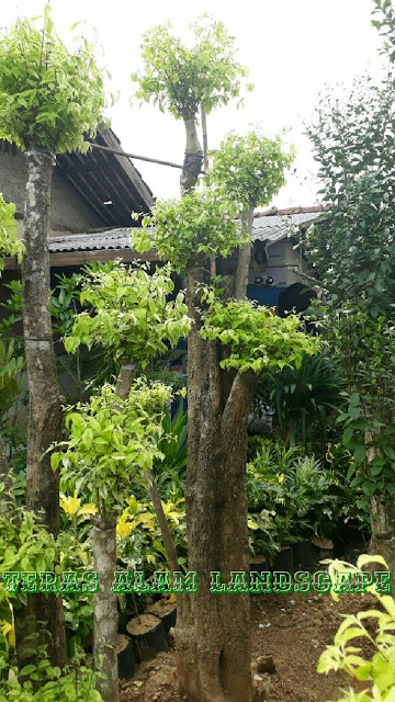 tukang pohon bonsai anting puteri