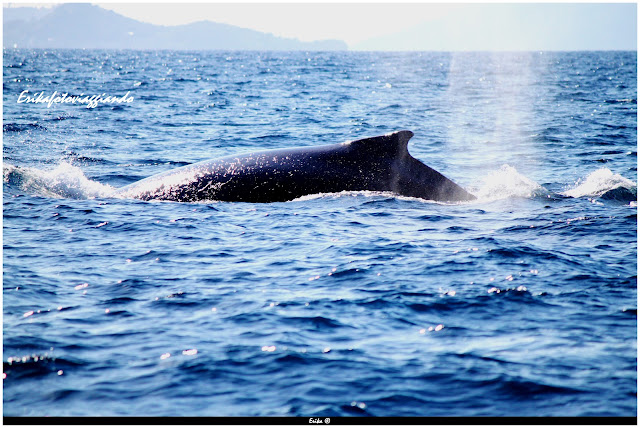 Erikafotoviaggiando: Abbiamo visto anche le balene a Nosy Be