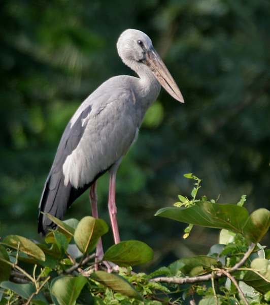 Image result for vettangudi bird sanctuary
