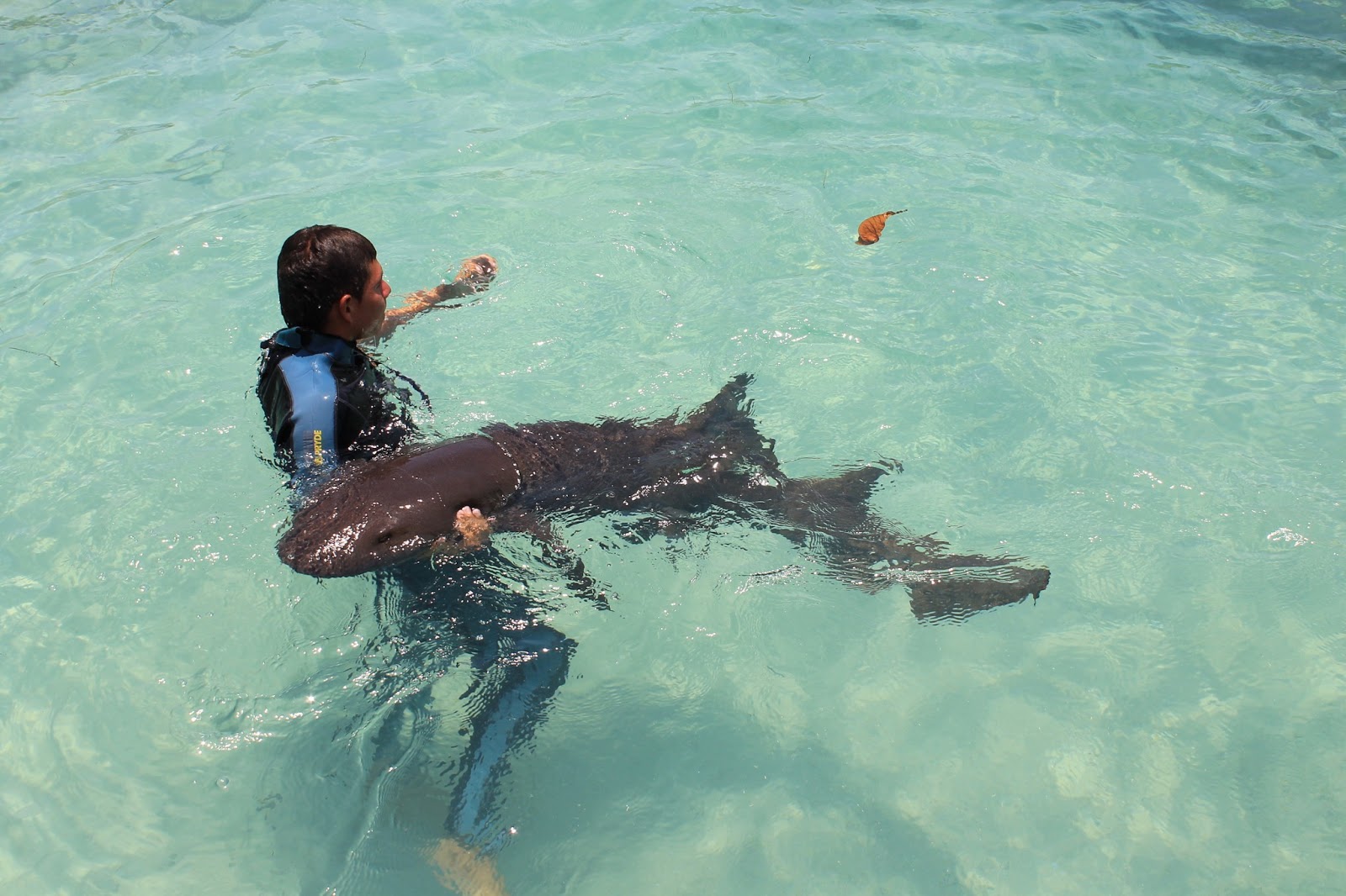 Nadar con delfines en Riviera Maya - Foro Riviera Maya y Caribe Mexicano