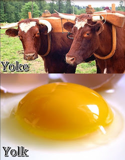 Perbedaan Makna Yolk dan Yoke dalam Bahasa Inggris dan Penjelasan Lengkap