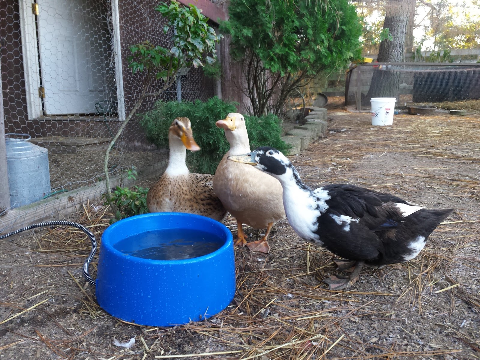 Cold Weather Tips For Winter Duck Care Fresh Eggs Daily They Do Need Unfrozen Water During The Day Available At All Times To Drink I Use A Heated Dog Bowl On Days That Are Below Freezing Which Works Quite