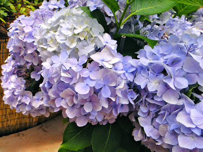 Purple and white hydrangea at the Garden of Morning Calm South Korea
