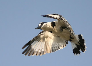 Image result for vaduvoor bird sanctuary