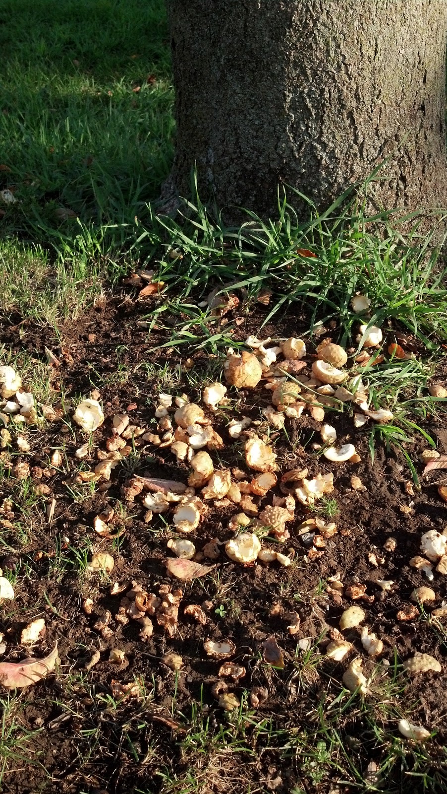 Just One More Thing: Chestnuts Roasting On An Open Fire