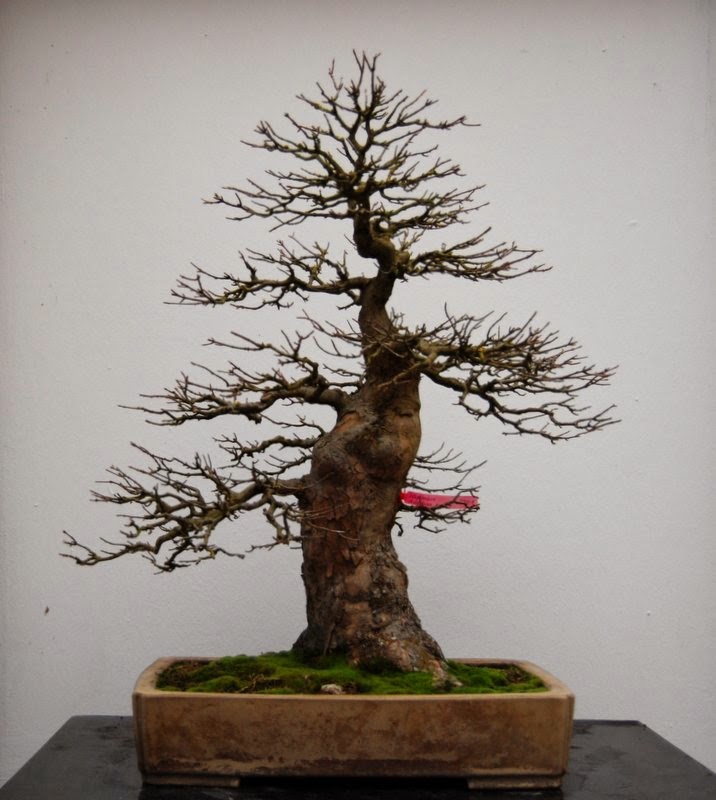 Jupp`s Bonsai Blog Besuch im BonsaiZentrum Heidelberg