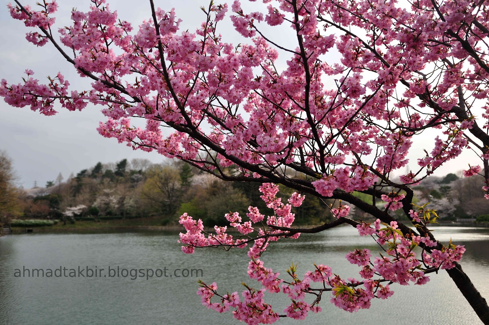 Ahmad Takbir Bunga  Sakura  Menyambut Musim  Semi