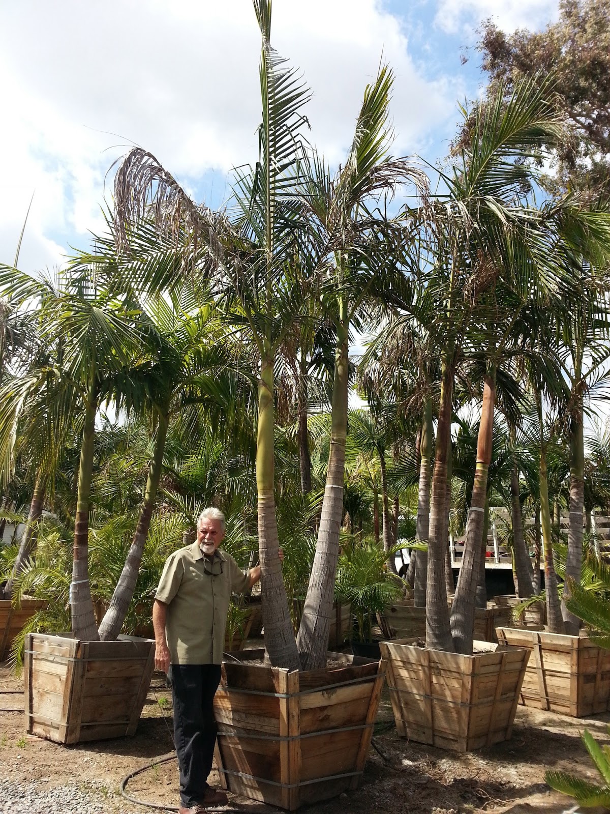 Gregory Palm Farms May 2013