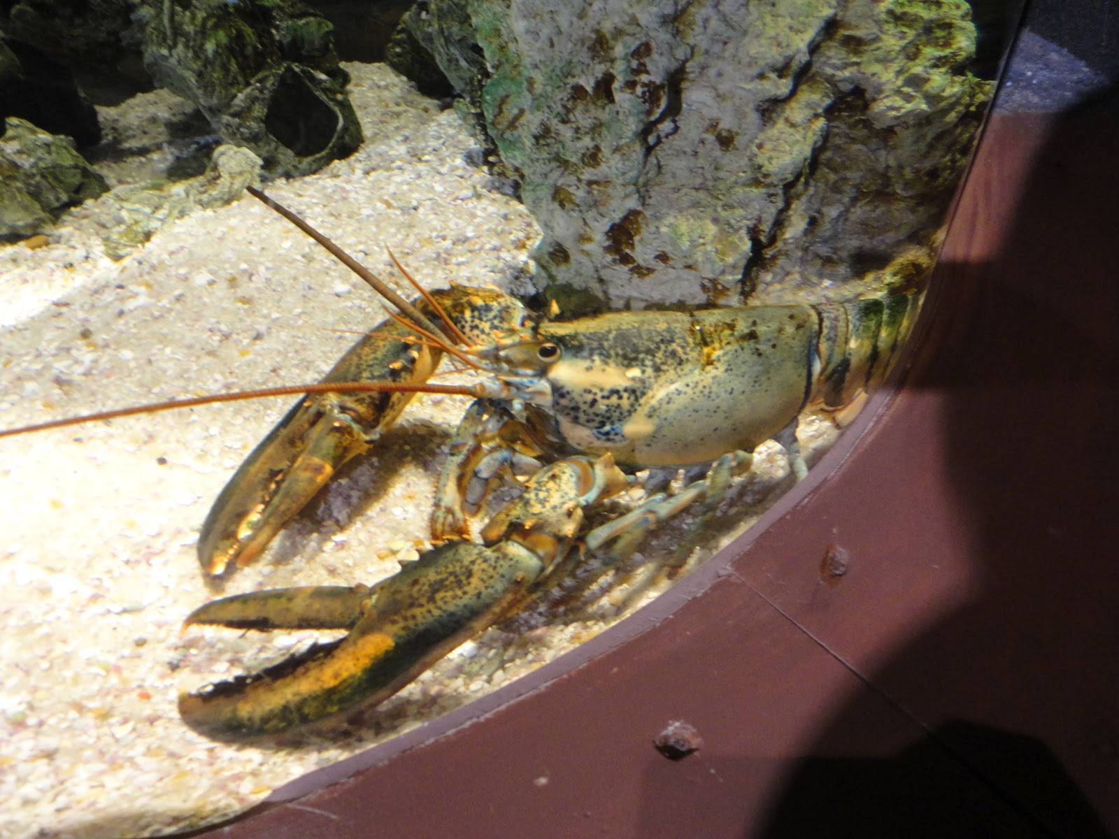 Life as we know it: Kingdom Animalia Invertebrates