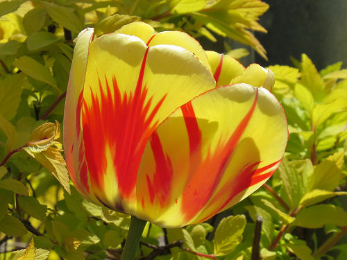 tulips