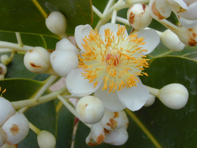 Calophyllum inophyllum çiçeği