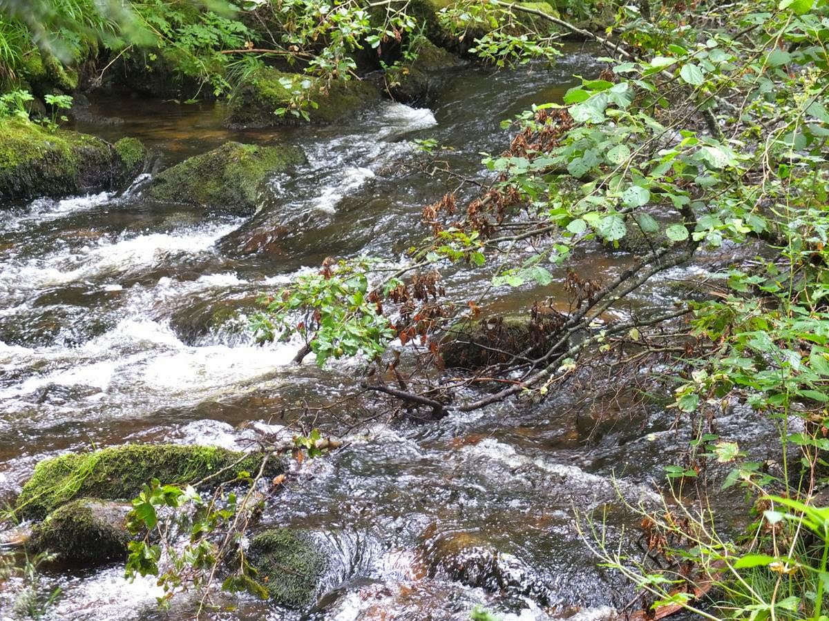 Ein Beagle auf Wanderschaft Bei den Forellen im Eyachtal