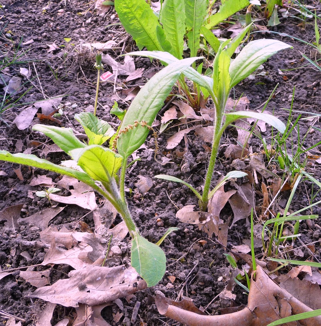 Tundra And Taiga Transplanting Sunchokes