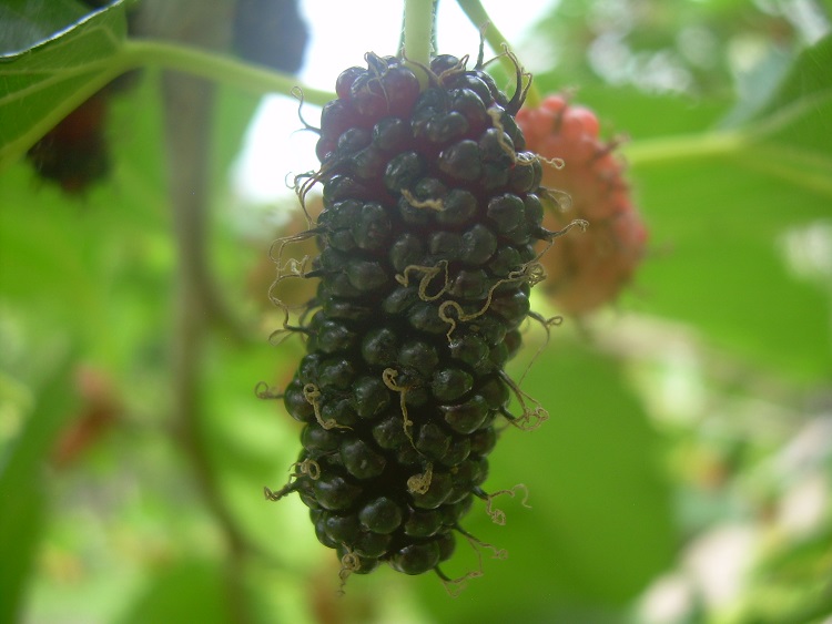 PHILIPPINE DESTINY The Philippine Blackberry Bush