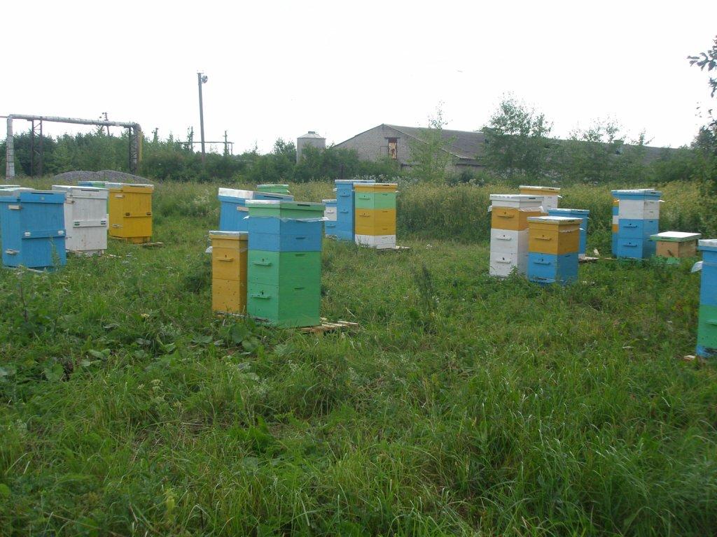 Улей Бибокс. Бибокс магазин для пчел. Ульи группа. Пчеловодство Тверь. Купить пчелосемьи в 2024 году