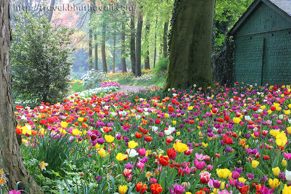Floralia Brussels Belgian Tulip Festival My Travelogue Indian Travel Blogger, Heritage