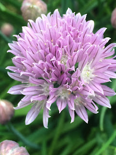 Chive Flower Closeup