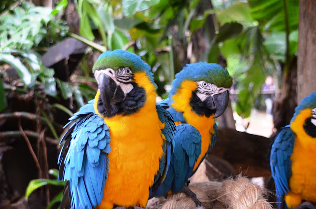 Parque_aves_Foz_iguacu