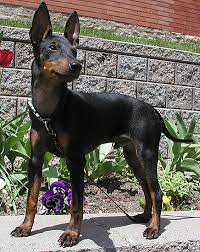 Manchester Terrier toy dog on cute look Manchester Terrier toy dog on cute look