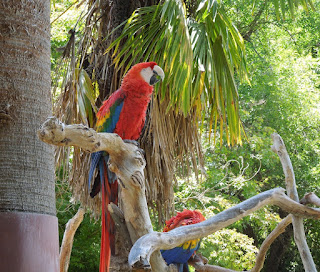 Parrots at Charles Paddock Zoo, Atascadero, © B. Radisavljevic