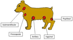 Dog Lymph Node Location Chart