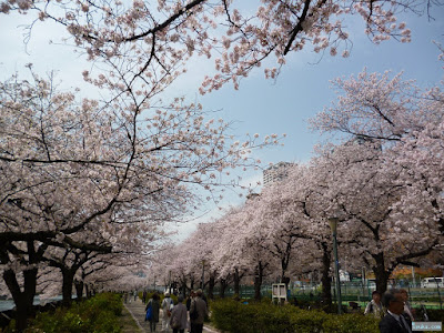桜と公園 桜と公園
