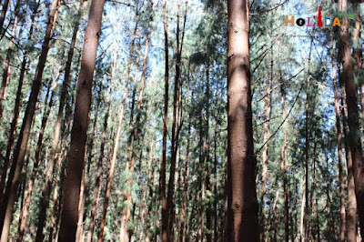 Close up of Pine trees Close up of Pine trees