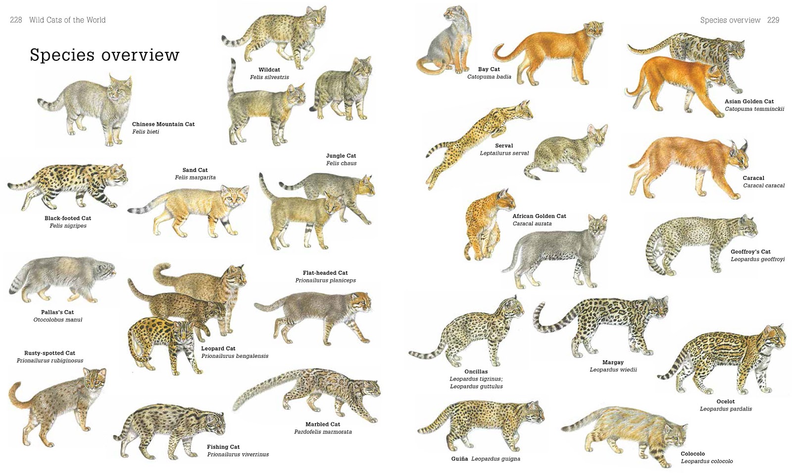 Ciri ciri Famili Felidae Kucing BIOSAINS